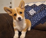 Small Pembroke Welsh Corgi
