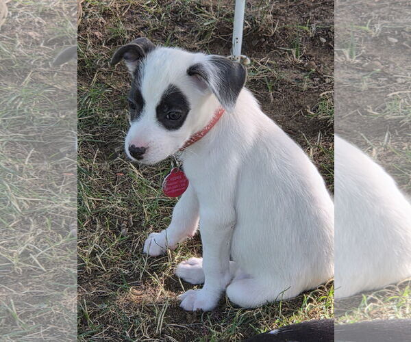 Medium Photo #6 Mutt Puppy For Sale in Garden City, NY, USA