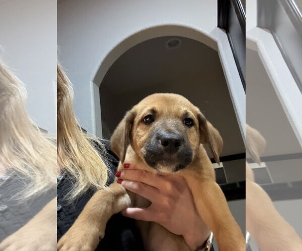 Medium Photo #3 Labrador Retriever-Unknown Mix Puppy For Sale in The Woodlands, TX, USA