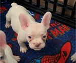 Small #2 French Bulldog