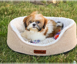 Small #7 Shih Tzu