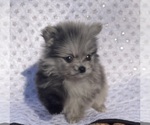 Small Photo #6 Pomeranian Puppy For Sale in PORTLAND, ME, USA