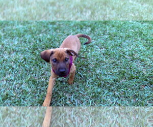Aria - Female Golden Labrador Dog for Adoption - Photo #5