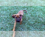 Small #4 Golden Labrador