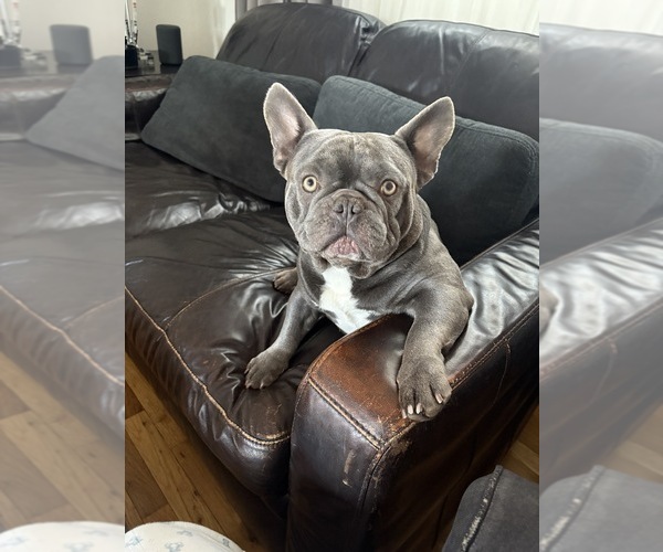 Medium Photo #1 French Bulldog Puppy For Sale in WEST HEMPSTEAD, NY, USA