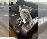 Small Photo #1 French Bulldog Puppy For Sale in WEST HEMPSTEAD, NY, USA