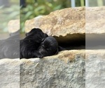 Small #5 Labrador Retriever