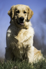 Golden Retriever Puppy for sale in CLEMENTS, MD, USA