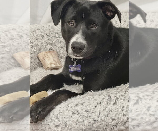 Medium Photo #24 Mutt Puppy For Sale in Oak Bluffs, MA, USA