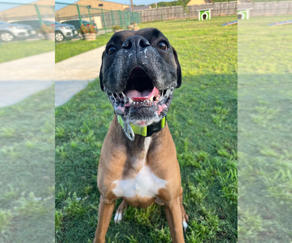 Medium Photo #3 Boxer Puppy For Sale in Austin, TX, USA