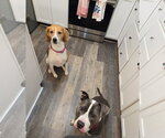 Small #3 American Foxhound-Beagle Mix
