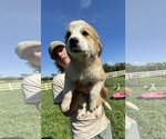 Small #4 Australian Shepherd-Great Pyrenees Mix
