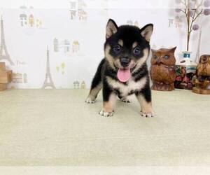 Shiba Inu Puppy for sale in PORTLAND, OR, USA