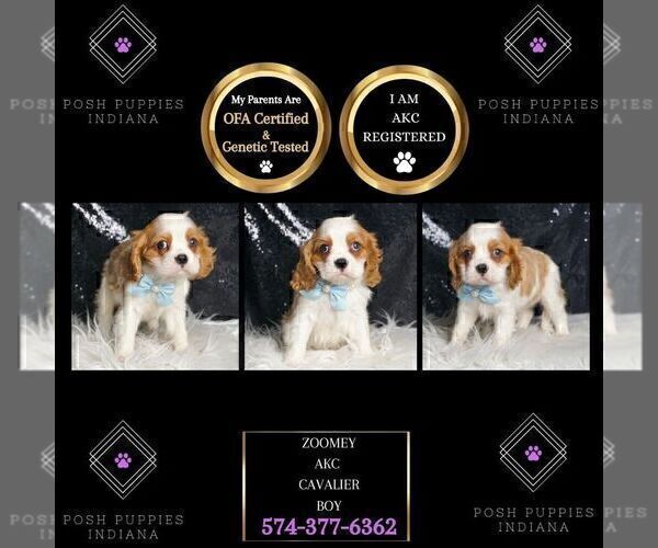 Medium Photo #81 Cavalier King Charles Spaniel Puppy For Sale in WARSAW, IN, USA