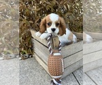 Small #3 Cavalier King Charles Spaniel