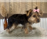 Small #5 Yorkshire Terrier