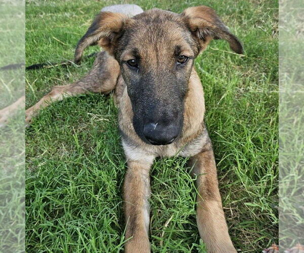 Medium Photo #2 Mutt Puppy For Sale in Vail, AZ, USA