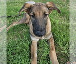 Small #1 Mutt