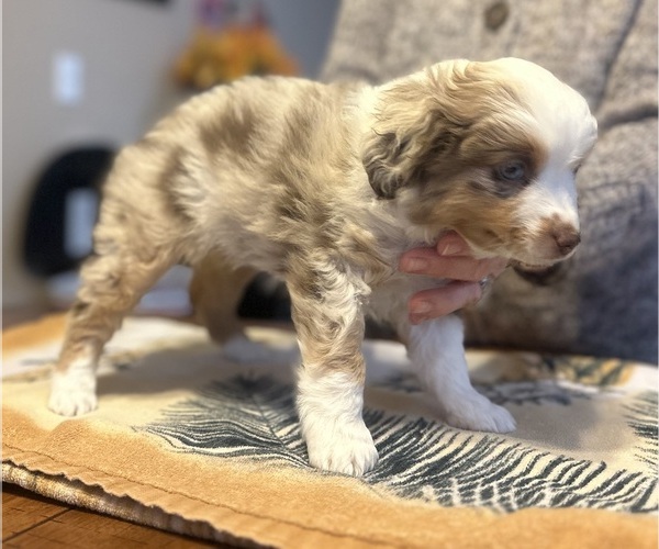 Medium Photo #7 Miniature Australian Shepherd Puppy For Sale in ESCALON, CA, USA