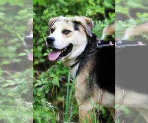 Collie-German Shepherd Dog Mix Dogs for adoption in Silver Spring, MD, USA