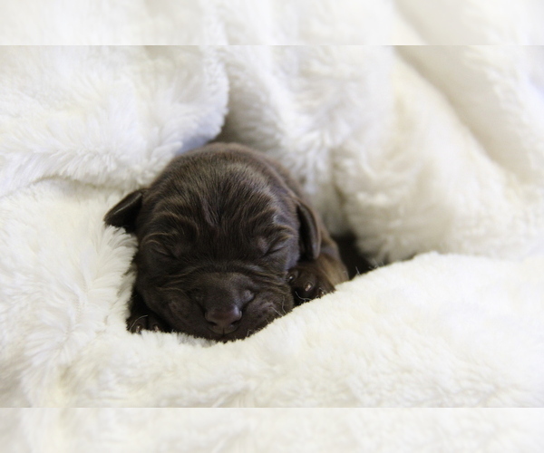 Medium Photo #9 Labrador Retriever Puppy For Sale in HYDE PARK, VT, USA