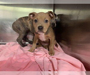 American Staffordshire Terrier-Unknown Mix Dogs for adoption in Grand Prairie, TX, USA