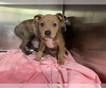 Small American Staffordshire Terrier Mix
