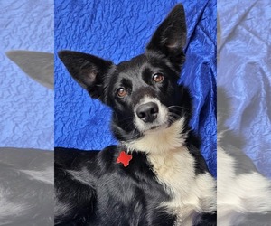 Border Collie-Unknown Mix Dogs for adoption in Cuba, NY, USA