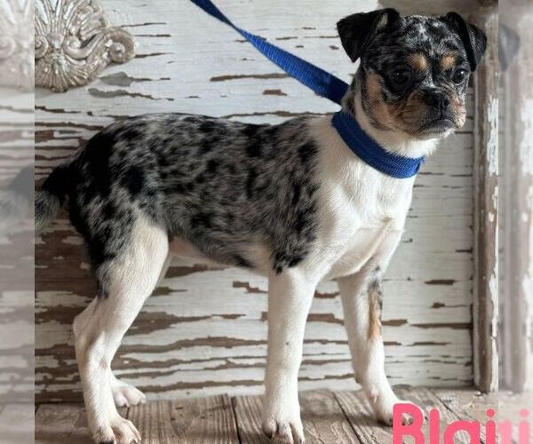 Medium Photo #1 Pug-Unknown Mix Puppy For Sale in Carrollton, TX, USA