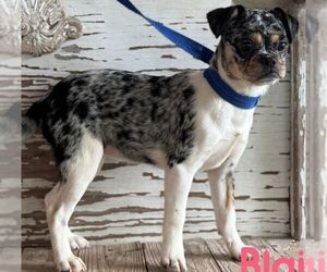 Pug-Unknown Mix Dogs for adoption in Carrollton, TX, USA