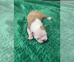 Small #7 Boston Terrier