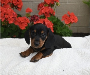 Dachshund Puppy for sale in FREDERICKSBURG, OH, USA