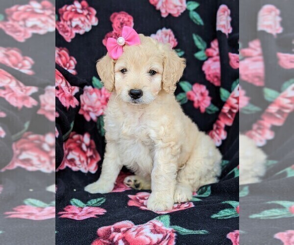 Medium Photo #3 Goldendoodle-Poodle (Miniature) Mix Puppy For Sale in KIRKWOOD, PA, USA