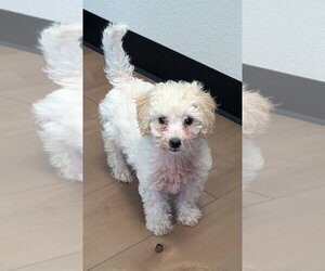 Maltipoo (Miniature) Dogs for adoption in San Bernardino, CA, USA