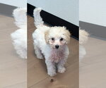 Small Maltipoo (Miniature)