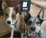 Small Photo #8 Australian Kelpie-Basenji Mix Puppy For Sale in Houston, TX, USA