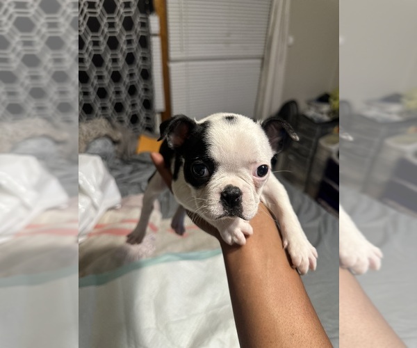 Medium Photo #1 Boston Terrier Puppy For Sale in SPRINGFIELD, IL, USA