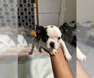Boston Terrier Puppy for sale in SPRINGFIELD, IL, USA
