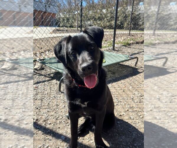 Medium Photo #13 Mutt Puppy For Sale in Elmsford, NY, USA