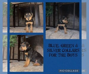 Airedale Terrier Puppy for Sale in HILLSBORO, Ohio USA