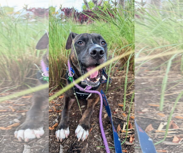 Medium Photo #1 American Pit Bull Terrier Puppy For Sale in Pompano Beach , FL, USA