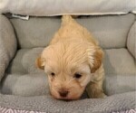 Puppy 1 Cavapoo