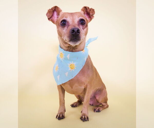 Medium Photo #3 Chiweenie Puppy For Sale in phoenix, AZ, USA