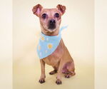 Small #2 Chiweenie