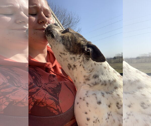 Medium Photo #2 Boston Terrier-Unknown Mix Puppy For Sale in Fairfield, IL, USA