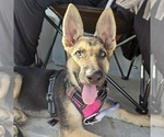 Small #7 German Shepherd Dog