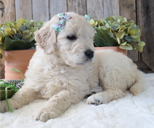 Medium Photo #1 Goldendoodle Puppy For Sale in HONEY BROOK, PA, USA
