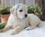 Small Photo #1 Goldendoodle Puppy For Sale in HONEY BROOK, PA, USA