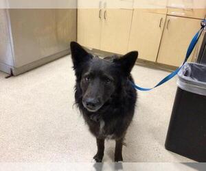 Australian Shepherd Dogs for adoption in Riverside, CA, USA