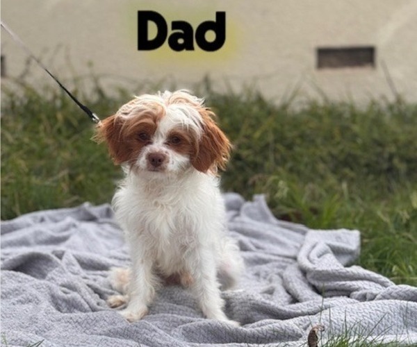Medium Photo #1 Cavapoo (Miniature)-Maltipoo (Miniature) Mix Puppy For Sale in OROVILLE, CA, USA